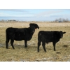 Image 2 : Coal Creek Ranching - 575# December Delivery Steer Calves - 90 Head (Brooks, AB) VBP+
