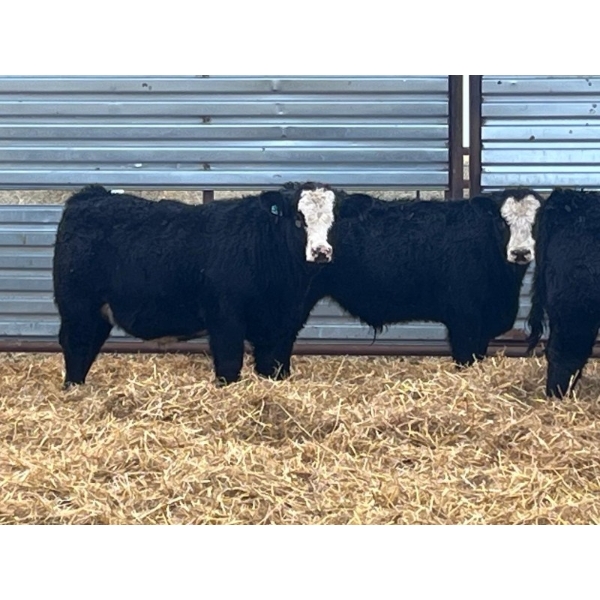 Dog River Ranch - 850# February Delivery Steers - 70 Head (Corning, SK) VBP+