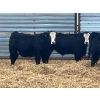 Image 1 : Dog River Ranch - 850# February Delivery Steers - 70 Head (Corning, SK) VBP+