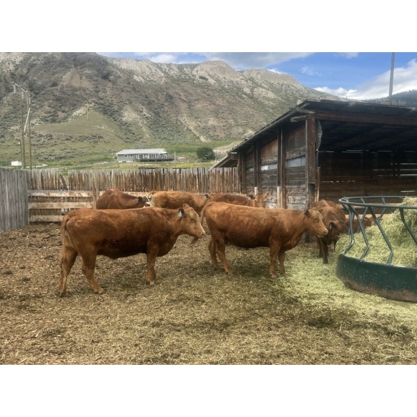 Ted Scott - 21 Cow/Calf Pairs (Kamloops, BC)