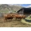 Image 1 : Ted Scott - 21 Cow/Calf Pairs (Kamloops, BC)