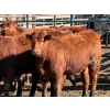 Image 3 : Scott & Gail Sapergia - 15 Red Simm X November Delivery Bred Heifers (Hays, AB)