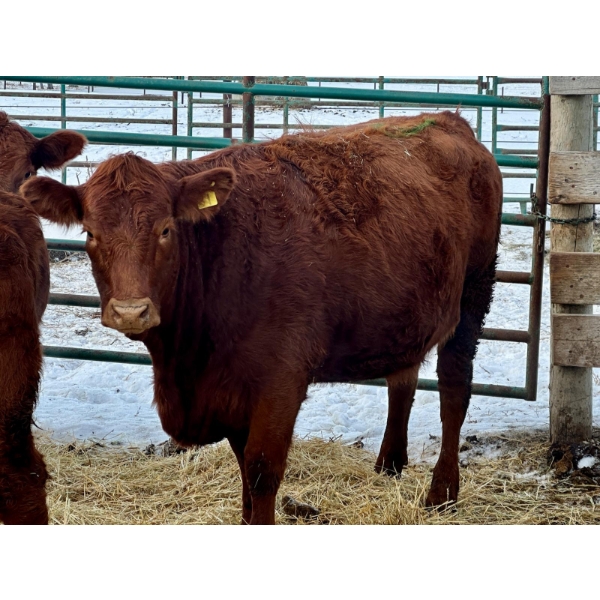 Jim Northcott - 1 Heifer (Pen 508)