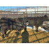 Image 2 : Crooked Creek Ranch - 4 Second Calvers (Pen 433)