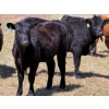 Image 8 : Cross Coulee Ranching - 630# May Delivery Heifers - 80 Head (Duchess, AB)