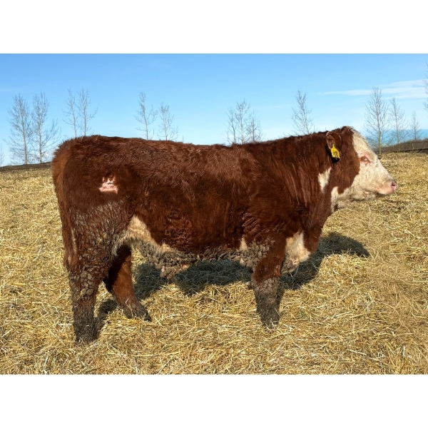 Rose Creek Ranch - 900# April Delivery Steers - 70 Head (Alder Flats, AB)
