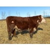Image 1 : Rose Creek Ranch - 900# April Delivery Steers - 70 Head (Alder Flats, AB)