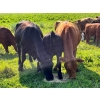 Image 3 : Tom & Terri Jamieson - 700# September Delivery Steer Calves - 90 Head (Newbrook, AB)