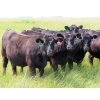 Image 10 : D & N Livestock - 1025# October Delivery Grass Heifers - 120 Head (Peebles, SK) VBP+