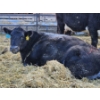 Image 2 : YV Ranch - 2 BWF Cows (Pen 515)