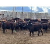 Image 10 : Lamb Cattle Company - 475# October Delivery Heifer Calves - 250 Head (Hanley, SK)