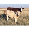 Image 3 : K Griffith Ranching - 585# November Delivery Steer Calves - 100 Head (Delia, AB)