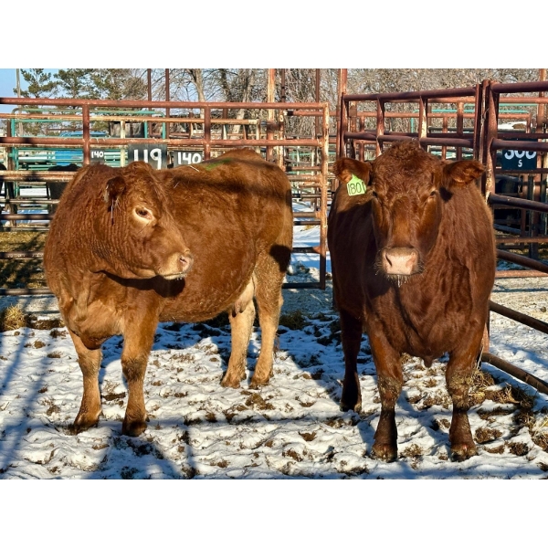 Kunz Farms - 2 Middle-Aged to Older Cows (Pen 119)