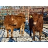 Image 1 : Kunz Farms - 2 Middle-Aged to Older Cows (Pen 119)