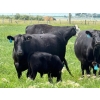 Image 9 : 9X Enterprises - 560# October Delivery Steer Calves - 75 Head (Patricia, AB)