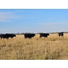 Image 6 : Lazy S Four Ranches - 1030# September Delivery Grass Heifers - 60 Head (Donalda, AB)