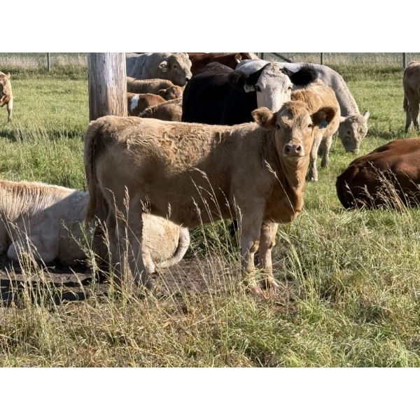 Patton Ranches Ltd. - 650# October Delivery Heifer Calves - 95 Head (Maycroft, AB)