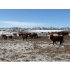 Image 7 : Four Harts Cattle Co. - 940# March/April Delivery Steers - 265 Head (Vermilion, AB)