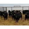 Image 2 : Blackberry Land & Cattle - 40 Black/BBF December Delivery Bred Heifers (Coderre, SK)