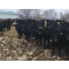 Image 4 : Bar 7 Ranch - 775# April/May Delivery Heifers - 78 Head (MacGregor, MB)