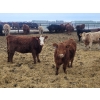 Image 8 : Rusty Myskiw - 650# February Delivery Heifers - 50 Head (Marquette, MB)