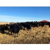 Image 4 : East Wind Farms - 960# January Weaned Steers - 140 Head (High River, AB)