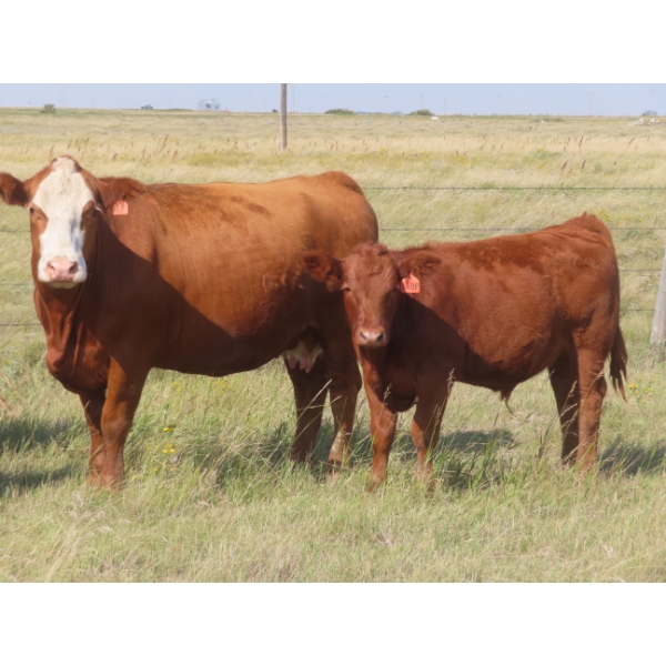 Thackeray Land & Cattle Inc. - 680# November Delivery Steer Calves - 90 Head (Goodwater, SK)