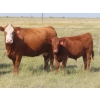 Image 1 : Thackeray Land & Cattle Inc. - 680# November Delivery Steer Calves - 90 Head (Goodwater, SK)