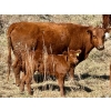 Image 4 : Meyer Cattle Inc. - 10 Red Angus X 3rd Calf Pairs (Lethbridge, AB)