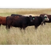 Image 2 : Two Point Cattle - 740# October Grass Heifers - 157 Head (Dilke, SK)