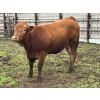 Image 12 : Hegedys Ranching - 1025# June Delivery Heifers - 205 Head (Acme, AB)