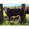 Image 5 : Bar 27 Stock Farm - 625# October Delivery Heifer Calves - 65 Head (Spruce View, AB) VBP+