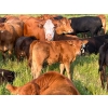 Image 8 : Hockridge Farms Ltd. - 675# December Delivery Steer Calves - 180 Head (Dauphin, MB) VBP+