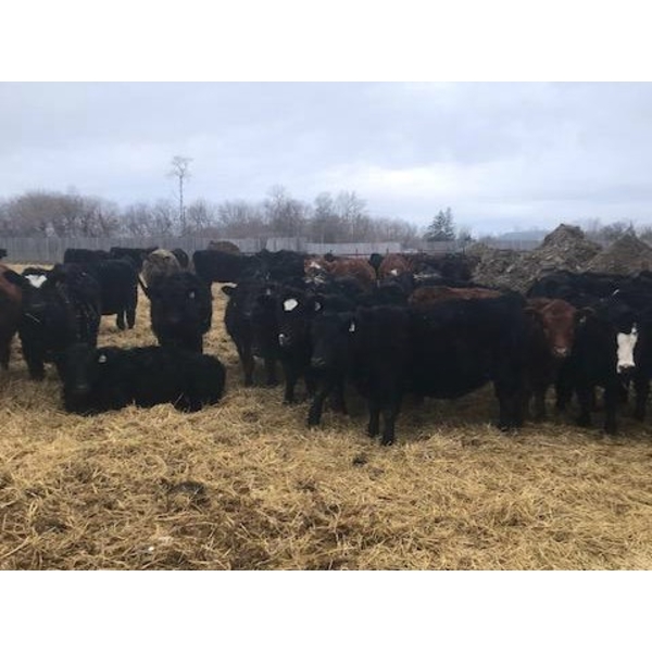Bar 7 Ranch - 775# April/May Delivery Heifers - 78 Head (MacGregor, MB)