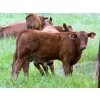 Image 4 : Murphy Farming Co. Inc. - 700# November Delivery Steer Calves - 85 Head (Calmar, AB)