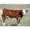 Image 7 : Stadnicki Cattle - 600# October Delivery Steer Calves - 90 Head (Jenner/Patricia, AB)