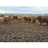 Image 6 : Ripple Rock Ranch - 845# January Delivery Weaned Heifers - 155 Head (Fincastle, AB)