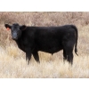 Image 4 : L & J Ranch - 640# Oct/Nov Steer Calves - 54 Head (Harptree, SK)