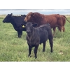 Image 1 : Hobman Livestock - 570# October Steer Calves - 103 Head (Nokomis, SK)