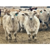 Image 3 : Stahlville Colony - 990# January Delivery Steers - 92 Head (Rockyford, AB)
