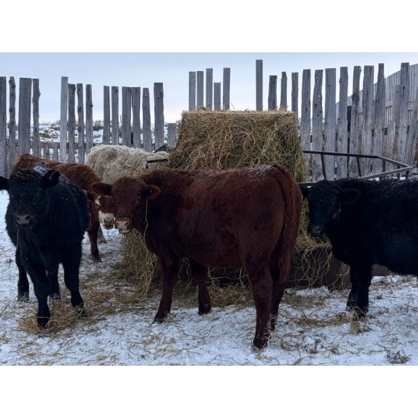 Francis Dyck - 642# December Delivery Weaned Steers - 40 Head (Swift Current, SK)