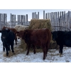 Image 1 : Francis Dyck - 642# December Delivery Weaned Steers - 40 Head (Swift Current, SK)