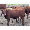 Image 4 : Ben Penner - 700# October Delivery Steer Calves - 50 Head (Purple Springs, AB)