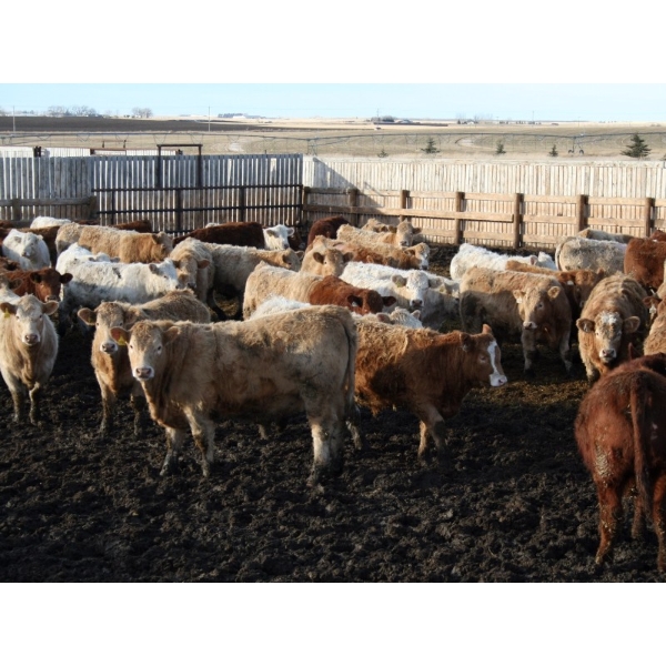 J&R Peterson - 985# January Weaned Steers - 122 Head (Barnwell, AB)