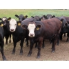 Image 5 : Taylor Enterprises Inc. - 875# September Grass Heifers - 210 Head (Wawota, SK)