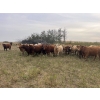 Image 5 : Crisp Ranches - 985# October Delivery Grass Steers - 63 Head (Monitor, AB)