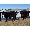 Image 4 : Gerald Retzlaff - 25 Black Angus/Black Angus X Bred Heifers (Fairlight, SK)