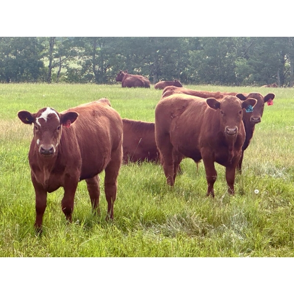 Mullen Land & Cattle Co. - 625# September Delivery Steer Calves - 100 Head (Peers, AB)