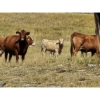 Image 9 : Logan Brothers (Rod, Barry & Bruce) - 615# October Delivery Heifer Calves - 80 Head (Oyen, AB)
