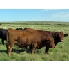 Image 5 : McDougald Ranch Ltd. - 1000# September Delivery Grass Steers - 160 Head (Maple Creek, SK)